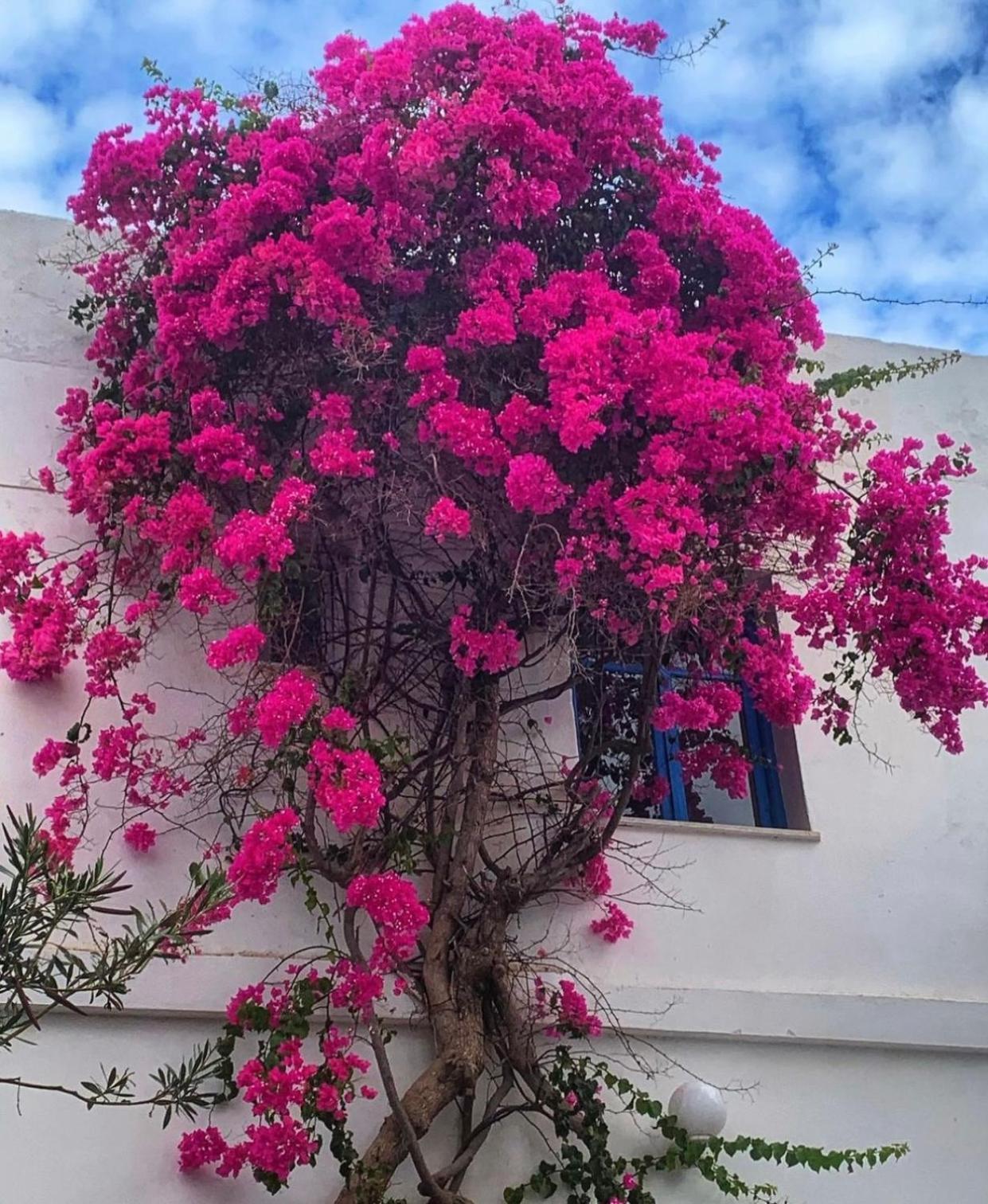 Mare Naxia Hotel Naxos City Bagian luar foto